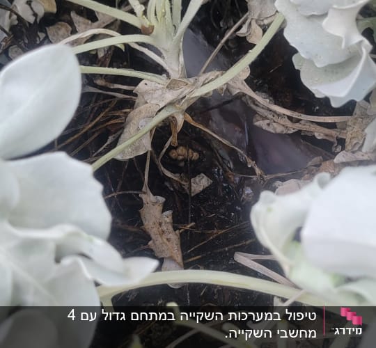 צמחים עם עלים ירוקים ולבנים באדמה לחה
